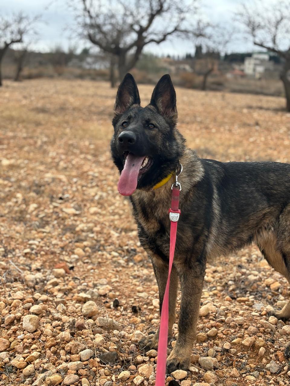 Sable German Shepherd male from Casa Kabala