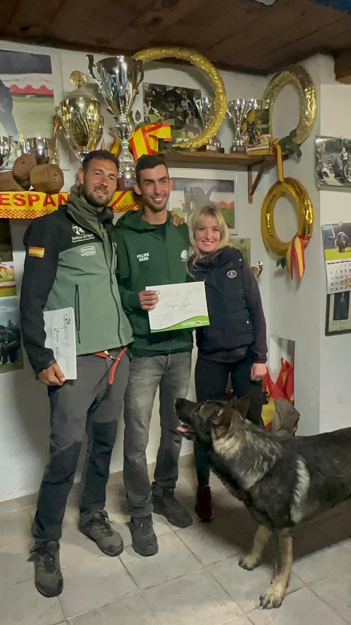 Adult German Shepherd