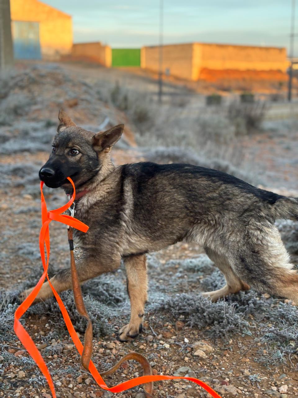 German Shepherd in natural setting