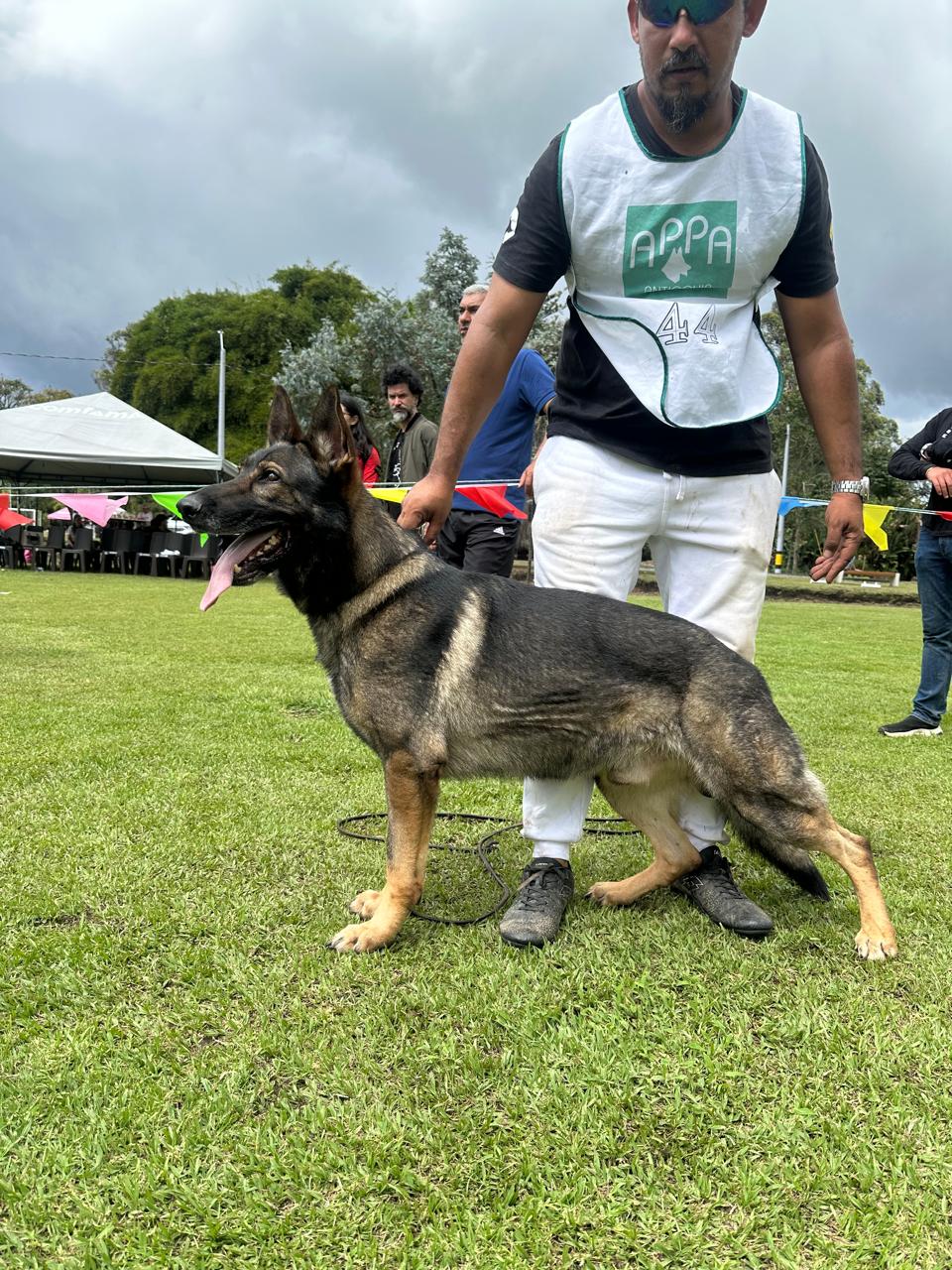 Dog in APPA competition ring
