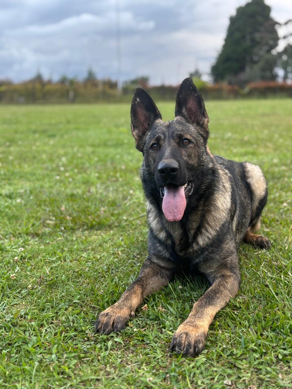 German Shepherd on training field