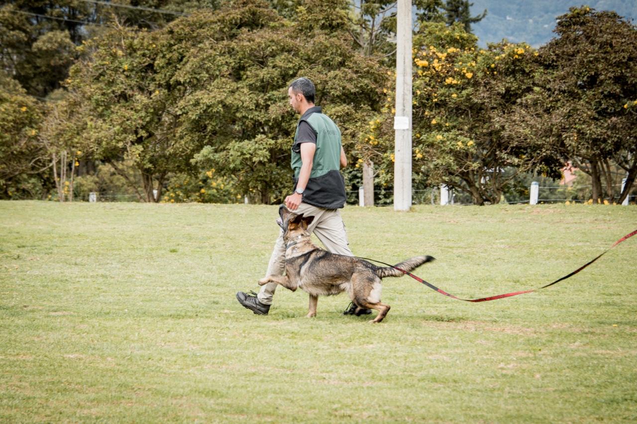 Precision heeling during obedience training