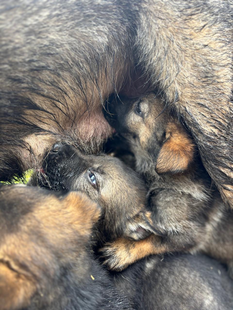 German Shepherd puppy litter
