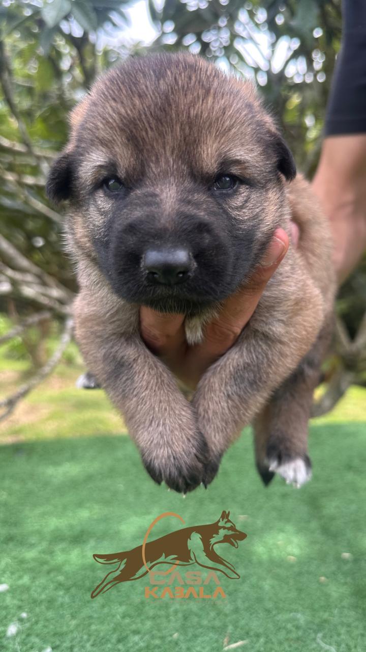 Newborn German Shepherd puppies