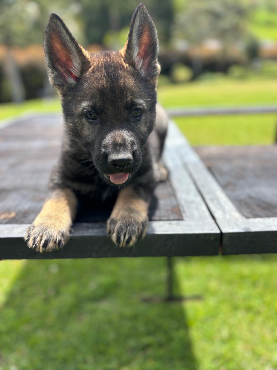 German Shepherd puppy from Casa Kabala