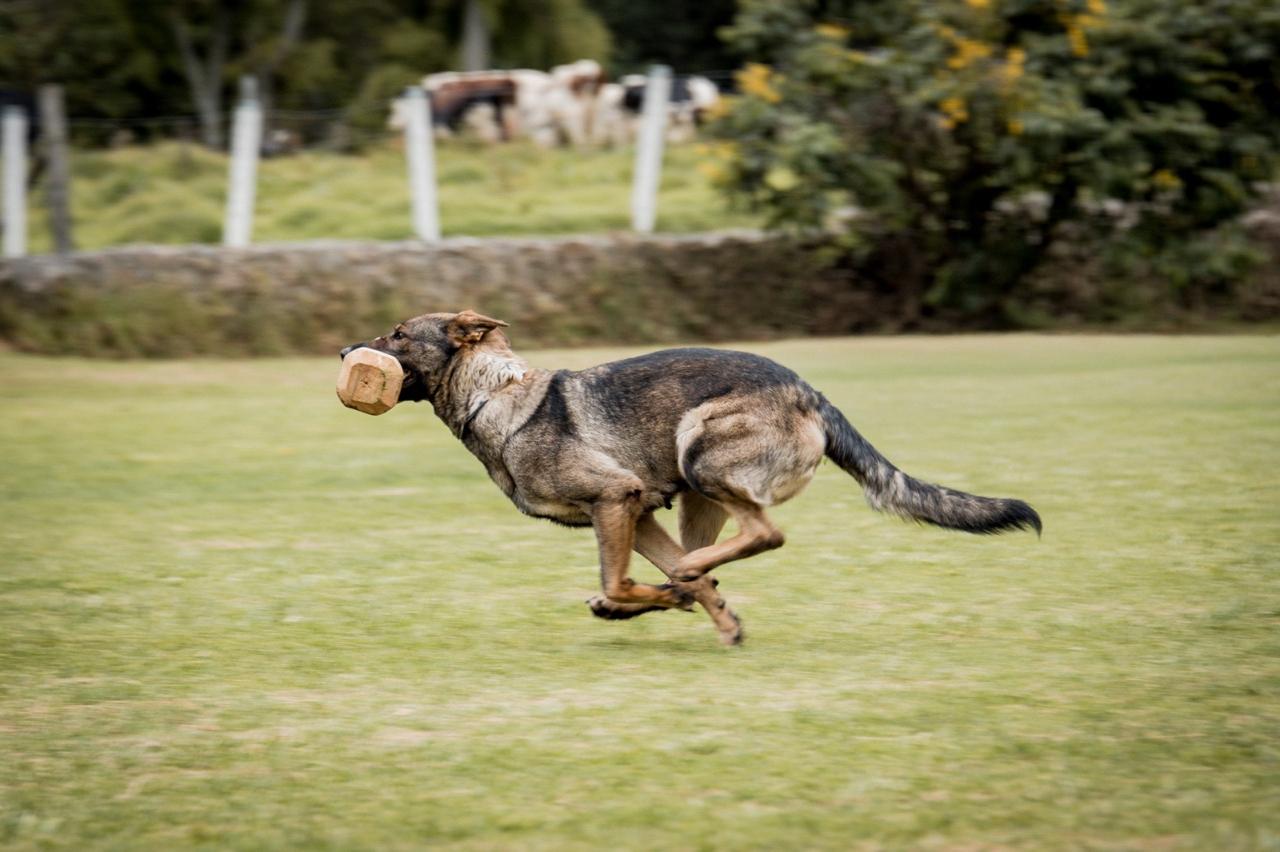 German Shepherd performing retrieve exercise