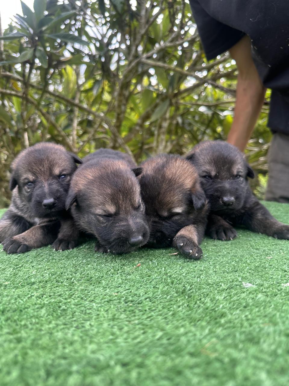 German Shepherd puppy litter from Casa Kabala