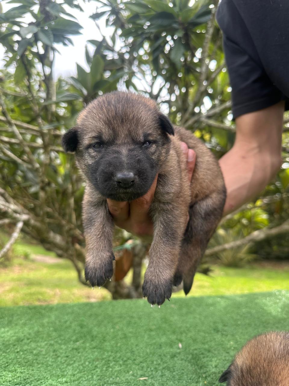 German Shepherd puppy close-up