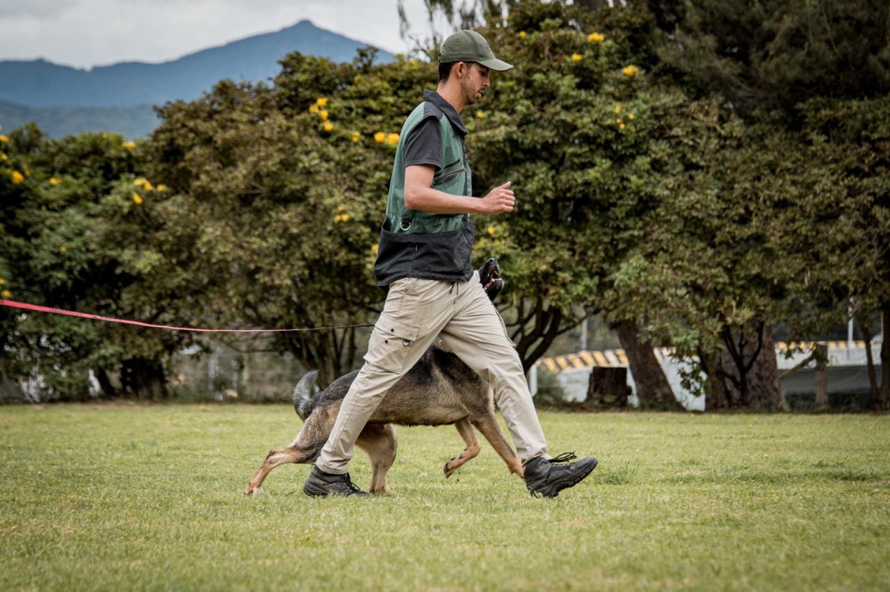 German Shepherd performing precise heeling during IGP obedience