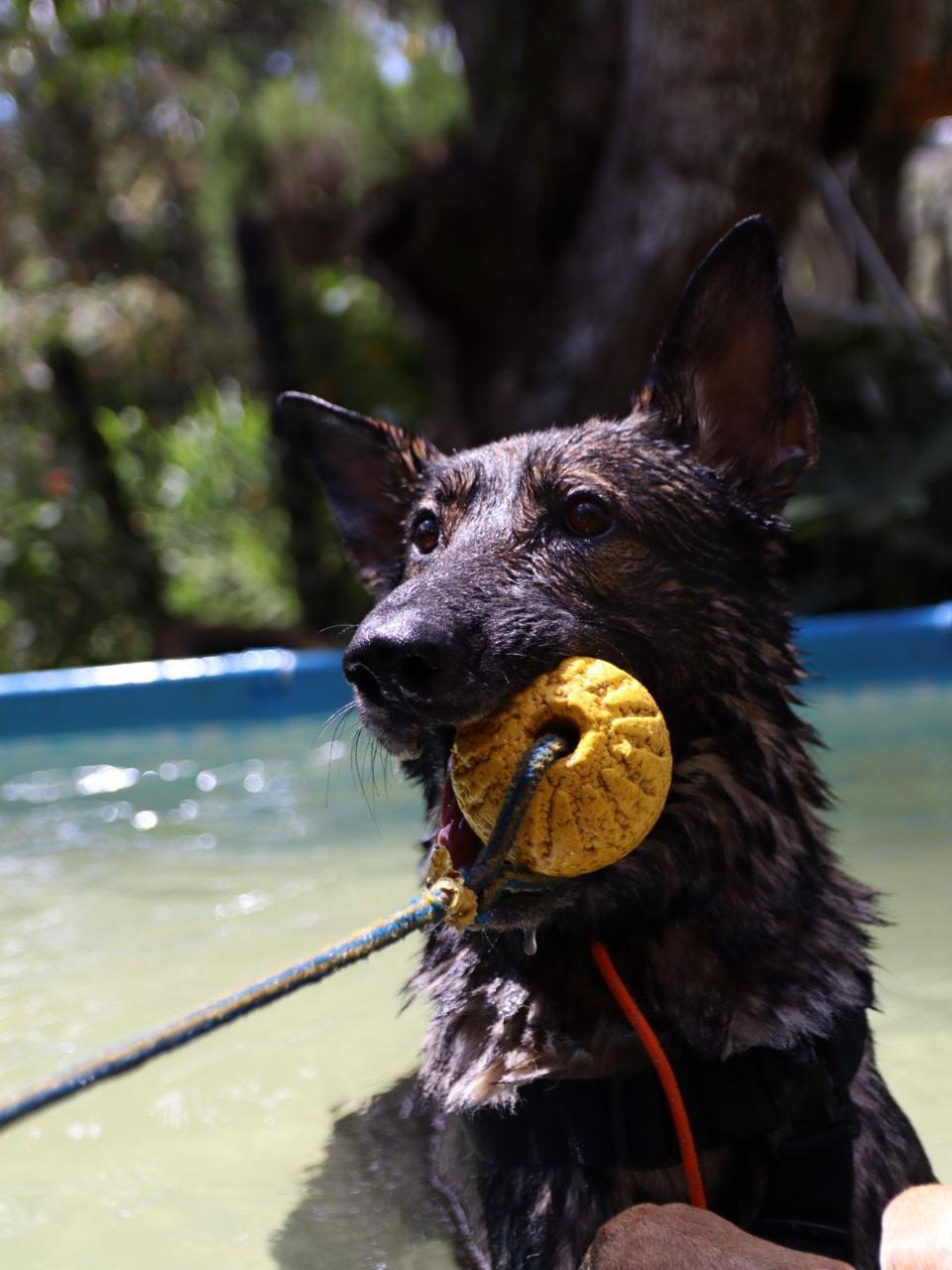 German Shepherd performing dumbbell retrieve exercise